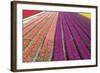 Tulip Field 33-ErikdeGraaf-Framed Photographic Print
