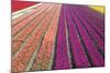 Tulip Field 33-ErikdeGraaf-Mounted Photographic Print