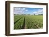 Tulip Field after Cutting off the Flowerheads-Ruud Morijn-Framed Photographic Print