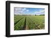 Tulip Field after Cutting off the Flowerheads-Ruud Morijn-Framed Photographic Print