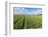 Tulip Field after Cutting off the Flowerheads-Ruud Morijn-Framed Photographic Print