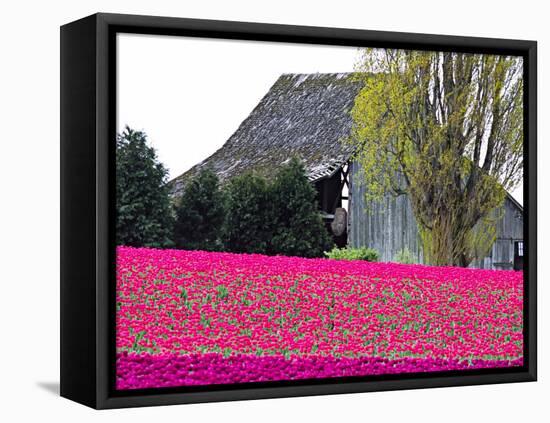 Tulip Field and Barn, Skagit Valley, Washington, USA-Charles Sleicher-Framed Stretched Canvas