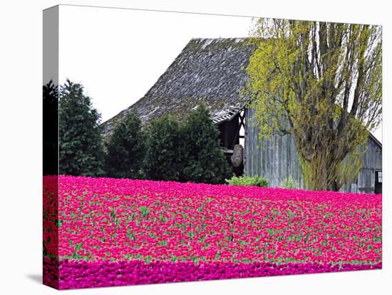 Tulip Field and Barn, Skagit Valley, Washington, USA-Charles Sleicher-Stretched Canvas