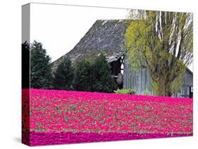 Tulip Field and Barn, Skagit Valley, Washington, USA-Charles Sleicher-Stretched Canvas