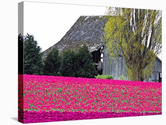 Tulip Field and Barn, Skagit Valley, Washington, USA-Charles Sleicher-Stretched Canvas