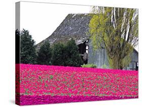 Tulip Field and Barn, Skagit Valley, Washington, USA-Charles Sleicher-Stretched Canvas