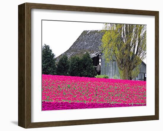 Tulip Field and Barn, Skagit Valley, Washington, USA-Charles Sleicher-Framed Photographic Print