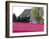 Tulip Field and Barn, Skagit Valley, Washington, USA-Charles Sleicher-Framed Photographic Print