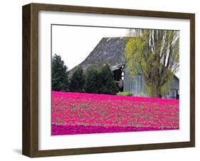 Tulip Field and Barn, Skagit Valley, Washington, USA-Charles Sleicher-Framed Photographic Print