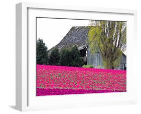 Tulip Field and Barn, Skagit Valley, Washington, USA-Charles Sleicher-Framed Photographic Print