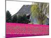 Tulip Field and Barn, Skagit Valley, Washington, USA-Charles Sleicher-Mounted Photographic Print