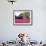 Tulip Field and Barn, Skagit Valley, Washington, USA-Charles Sleicher-Framed Photographic Print displayed on a wall