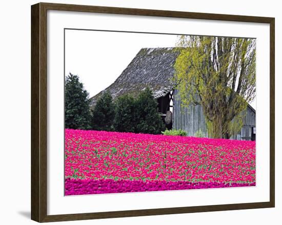 Tulip Field and Barn, Skagit Valley, Washington, USA-Charles Sleicher-Framed Photographic Print