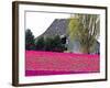 Tulip Field and Barn, Skagit Valley, Washington, USA-Charles Sleicher-Framed Photographic Print