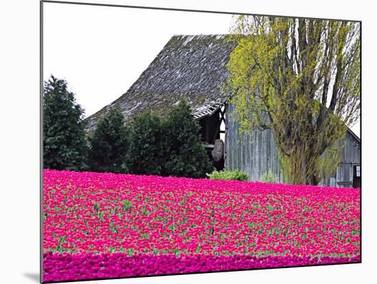 Tulip Field and Barn, Skagit Valley, Washington, USA-Charles Sleicher-Mounted Photographic Print