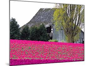 Tulip Field and Barn, Skagit Valley, Washington, USA-Charles Sleicher-Mounted Photographic Print