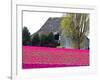 Tulip Field and Barn, Skagit Valley, Washington, USA-Charles Sleicher-Framed Photographic Print