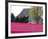 Tulip Field and Barn, Skagit Valley, Washington, USA-Charles Sleicher-Framed Photographic Print