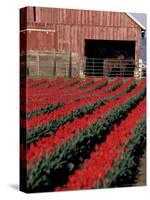 Tulip Field and Barn with Horses, Skagit Valley, Washington, USA-William Sutton-Stretched Canvas