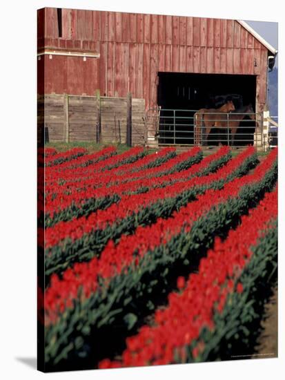 Tulip Field and Barn with Horses, Skagit Valley, Washington, USA-William Sutton-Stretched Canvas