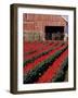 Tulip Field and Barn with Horses, Skagit Valley, Washington, USA-William Sutton-Framed Photographic Print