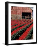 Tulip Field and Barn with Horses, Skagit Valley, Washington, USA-William Sutton-Framed Photographic Print