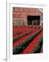 Tulip Field and Barn with Horses, Skagit Valley, Washington, USA-William Sutton-Framed Photographic Print