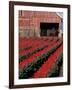 Tulip Field and Barn with Horses, Skagit Valley, Washington, USA-William Sutton-Framed Photographic Print
