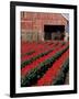 Tulip Field and Barn with Horses, Skagit Valley, Washington, USA-William Sutton-Framed Photographic Print