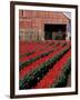 Tulip Field and Barn with Horses, Skagit Valley, Washington, USA-William Sutton-Framed Photographic Print