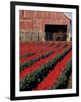 Tulip Field and Barn with Horses, Skagit Valley, Washington, USA-William Sutton-Framed Photographic Print