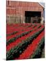 Tulip Field and Barn with Horses, Skagit Valley, Washington, USA-William Sutton-Mounted Photographic Print