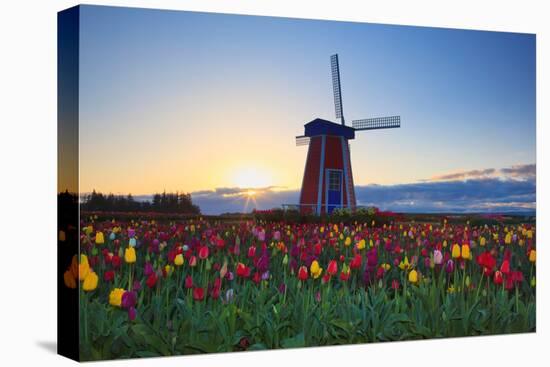 Tulip Field and Windmill-Lantern Press-Stretched Canvas