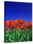 Tulip Field, Holland, Europe-Papadopoulos Sakis-Stretched Canvas