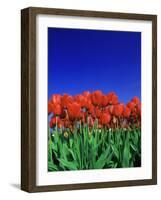 Tulip Field, Holland, Europe-Papadopoulos Sakis-Framed Photographic Print