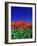 Tulip Field, Holland, Europe-Papadopoulos Sakis-Framed Photographic Print