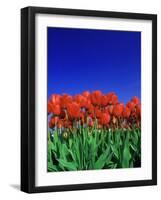 Tulip Field, Holland, Europe-Papadopoulos Sakis-Framed Photographic Print