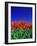 Tulip Field, Holland, Europe-Papadopoulos Sakis-Framed Photographic Print