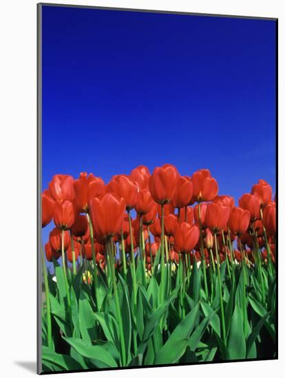 Tulip Field, Holland, Europe-Papadopoulos Sakis-Mounted Photographic Print