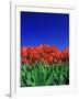 Tulip Field, Holland, Europe-Papadopoulos Sakis-Framed Photographic Print