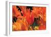 Tulip Field I-Alan Hausenflock-Framed Photographic Print