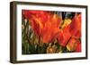 Tulip Field II-Alan Hausenflock-Framed Photographic Print