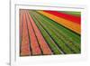 Tulip Field In Orang, Red And Green-Cora Niele-Framed Photographic Print