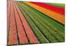 Tulip Field In Orang, Red And Green-Cora Niele-Mounted Photographic Print