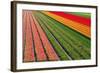 Tulip Field In Orang, Red And Green-Cora Niele-Framed Photographic Print