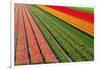 Tulip Field In Orang, Red And Green-Cora Niele-Framed Photographic Print