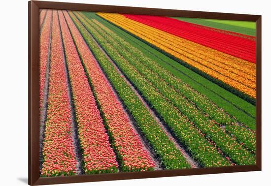 Tulip Field In Orang, Red And Green-Cora Niele-Framed Photographic Print