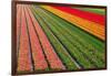 Tulip Field In Orang, Red And Green-Cora Niele-Framed Photographic Print