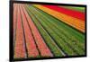 Tulip Field In Orang, Red And Green-Cora Niele-Framed Photographic Print