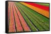 Tulip Field In Orang, Red And Green-Cora Niele-Framed Stretched Canvas